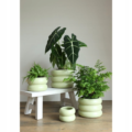 Chubby bloempot jade groen 12,5 cm
