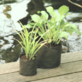 Ubbink Garden vijverplantzak rond 15 cm