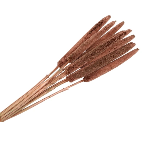 Droogbloem Babala koper 70 cm