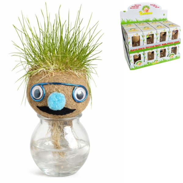 Graskop gezicht plantje in vaas 12 cm 4 assorti