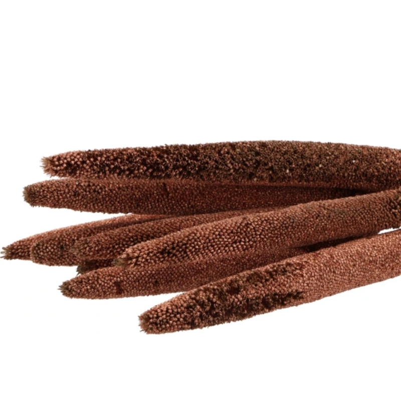 Droogbloem Babala koper 70 cm