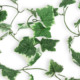 Künstliche Efeugirlande 180 cm sortiert