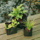 Ubbink Garden vijverplantzak vierkant 30 cm