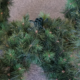 Kerstster 3D groen 160 cm